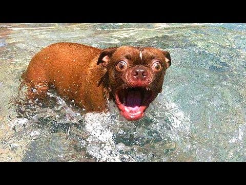 🤣 Funniest  😻 Cats and 🐶 Dogs – Awesome Funny Pet Videos 😇