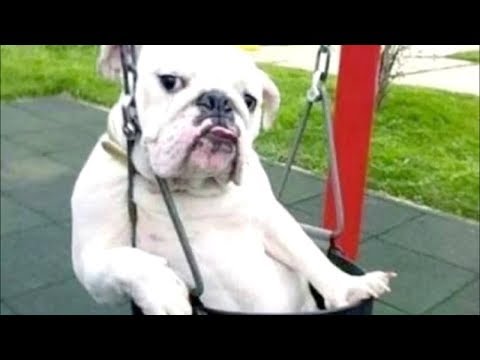 Funny Dogs Behaving Like Humans – Dogs Acting like Humans || BEST OF