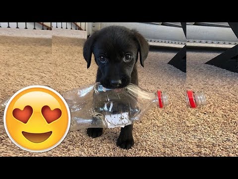 Cute and Funny Dog Moments Compilation 2018