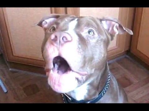 Funny Dogs Talking and Arguing With Their Humans Compilation