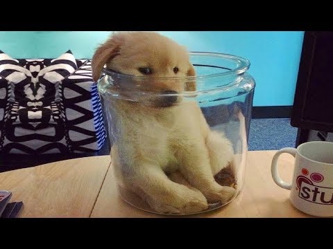 Funniest & Cutest Golden Retriever Puppies #17 – Funny Puppy Videos 2019