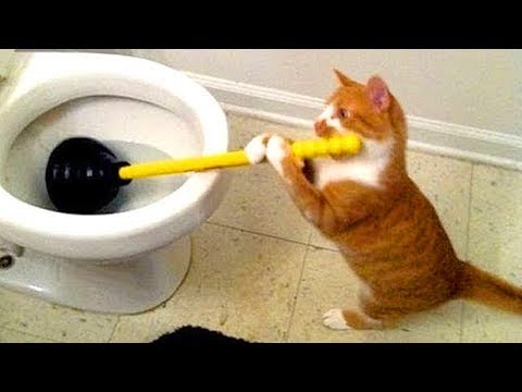 Try Not To Laugh Nov 2018 | Funny Cat Compilation | Funny Animals Videos