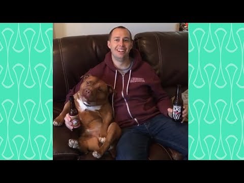 [BEST OF ] Funny moments Owner playing with Dog Videos Compilation