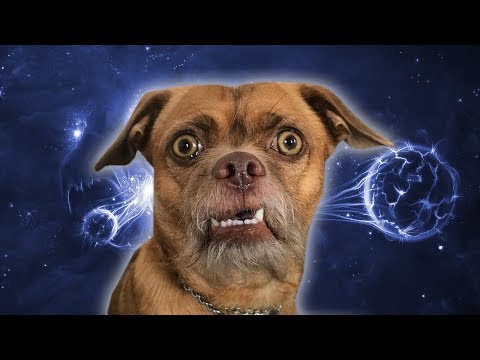 BEST DOG MEMES COMPILATION OF 2019 | FUNNY VIDEOS