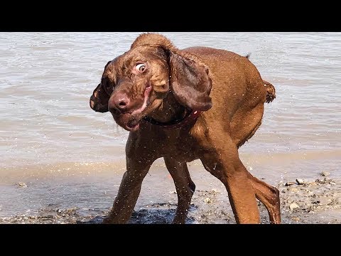 😁 Funniest 🐶 Dogs and 😻 Cats – Awesome Funny Pet Animals' Life 😇