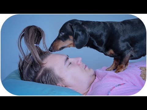 What a silly haircut! Cute & funny dachshund dog video!