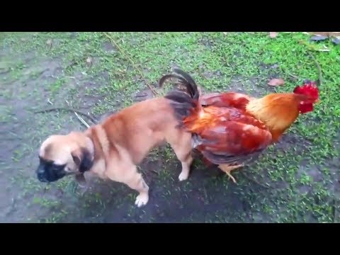 Try Not To Laugh Compilation 🐶 Best Funny dogs videos 😆😂🤣 FUNNIEST ANIMAL VIDEOS 2019