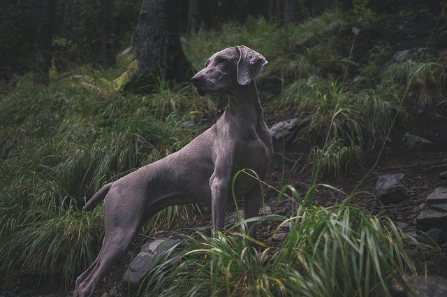 Turn Your Savage Beast Into A Well-Behaved Dog With These Simple Tips