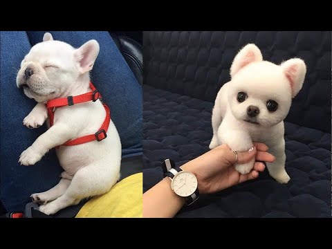 Baby Dogs – Cute and Funny Dog Videos Compilation #6 | Aww Animals