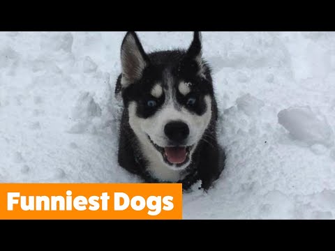Very Best of Funny Dogs | Funny Pet Videos