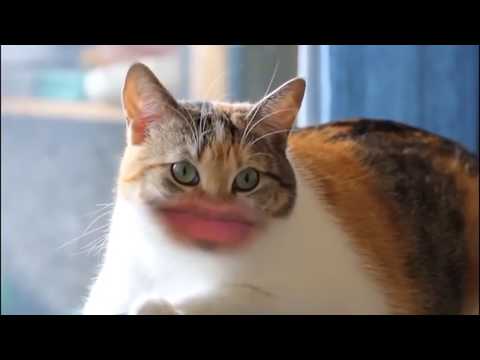 Funny Dogs & Cats Talking