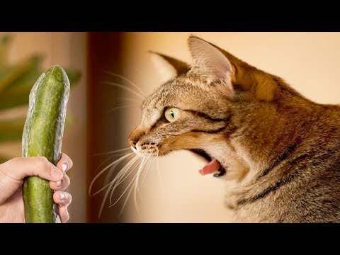 Funniest Moment  When Cat Scared | Funny Cat Video