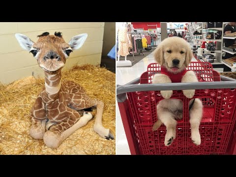 Baby Animals 🔴 Funny Cats and Dogs Videos Compilation (2019) Perros y Gatos Recopilación #3