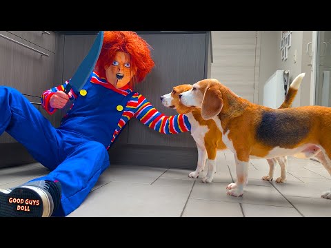 Dogs Vs Child's Play Chucky Prank : Funny Dogs Louie and Marie
