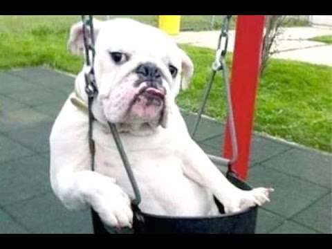 Funny Dogs – A Funny Dog Videos Compilation 2015