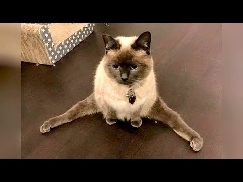 Funny CATS & DOGS that will KILL YOUR STRESS! LAUGH NOW!