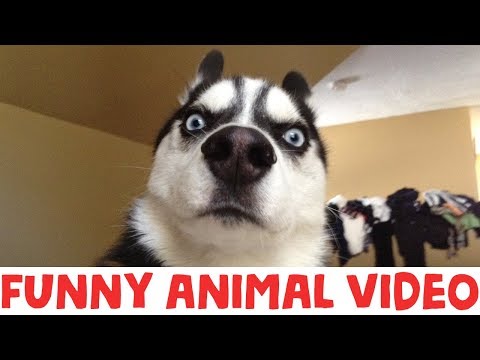 (IMPOSSIBLE) TRY NOT TO LAUGH – FUNNY ANIMAL COMPILATION