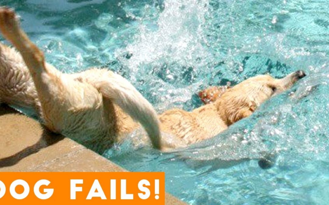 Funniest Dog Fail Compilation 2018 | Funny Pet Videos