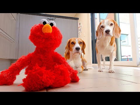 DOGS vs ELMO : FUNNY DOGS LOUIE & MARIE