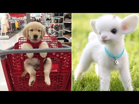 Baby Animals 🔴 Funny Cats and Dogs Videos Compilation (2019) Perros y Gatos Recopilación #9