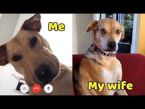 How Interesting Is It To Have A Dog? 🐶 Funny Dogs – Pets Paws Video 2020