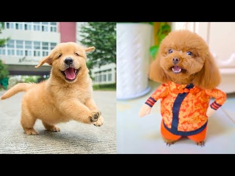 Baby Dogs – Cute and Funny Dog Videos Compilation #16 | Aww Animals