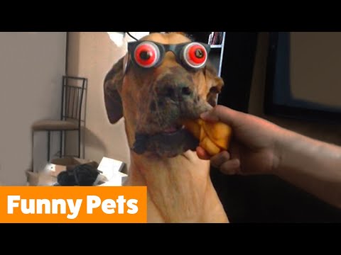 Try Not To Laugh | Funny Pet Videos