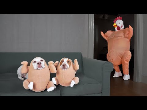 Chicken Dogs vs Dancing Chicken Prank: Funny Dogs Maymo, Potpie & Penny