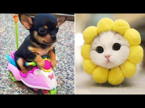 Baby Animals 🔴 Funny Cats and Dogs Videos Compilation (2019) Perros y Gatos Recopilación #10