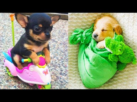 Baby Dogs – Cute and Funny Dog Videos Compilation #17 | Aww Animals