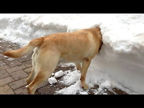 Can’t STOP LAUGHING at Funny DOGS SNOW FAILS Compilation – Funniest Dog Videos