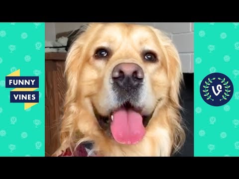 TRY NOT TO LAUGH – Funny Animals & Pets of the Week!