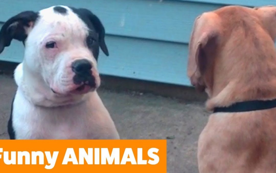 Funniest Animal Bloopers | Funny Pet Videos