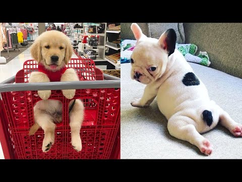 Baby Dogs – Cute and Funny Dog Videos Compilation #13 | Aww Animals