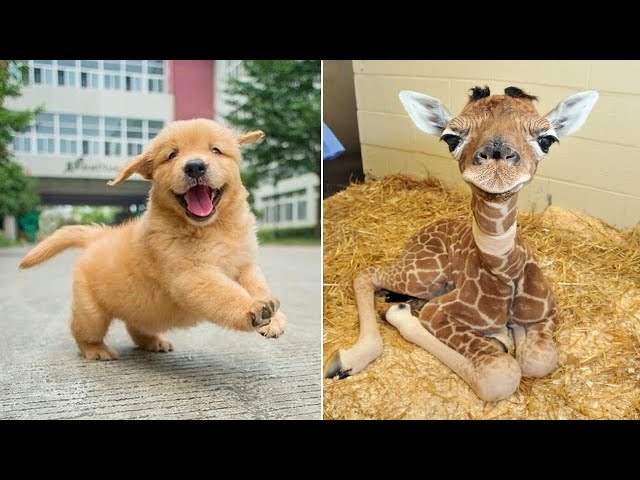 Baby Animals 🔴 Funny Cats and Dogs Videos Compilation (2019) Perros y Gatos Recopilación #11