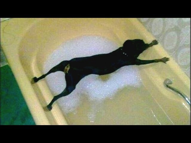 Dogs just don’t want to bath – Funny dog bathing compilation