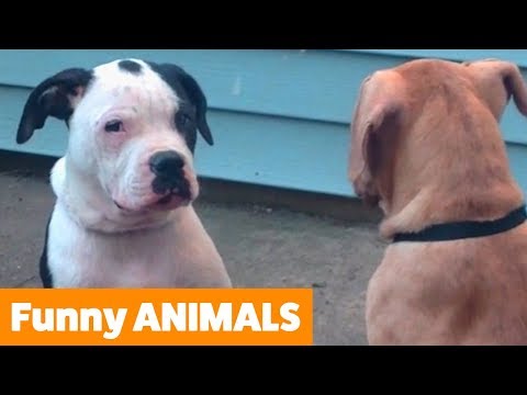 Funniest Animal Bloopers | Funny Pet Videos