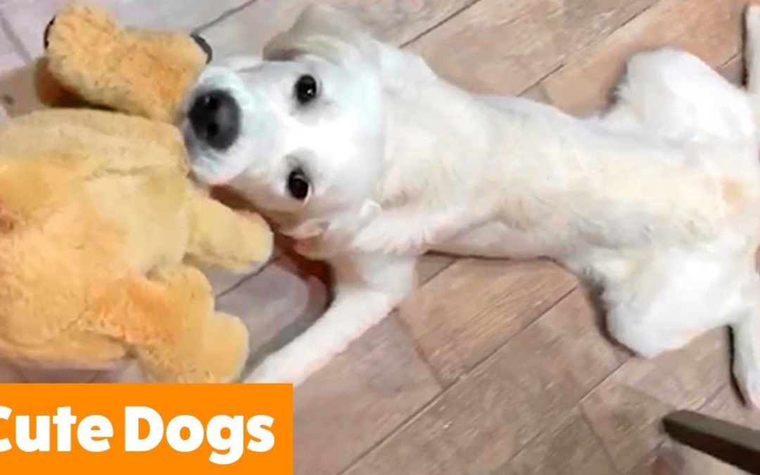 Adorable Dog Bloopers | Funny Pet Videos