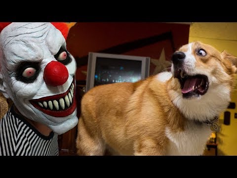 FUNNY Dogs Scared of Halloween Compilation ★ Funny Babies and Pets