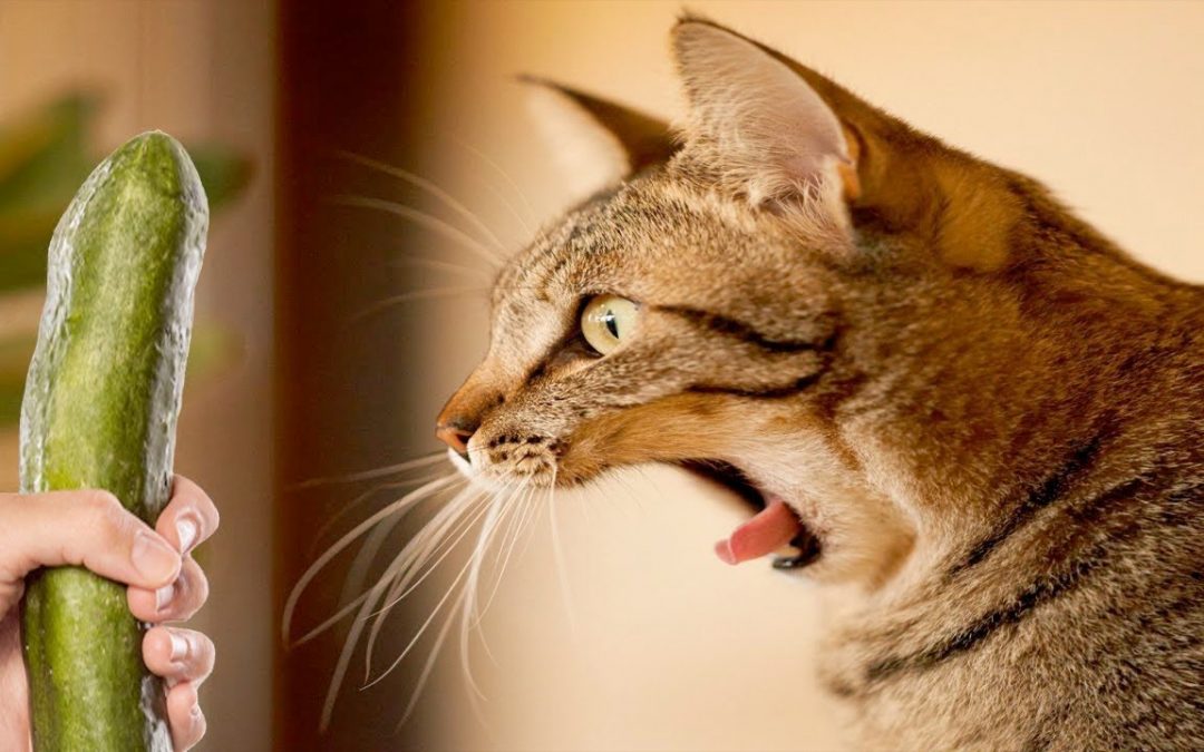 Funniest Moment  When Cat Scared | Funny Cat Video