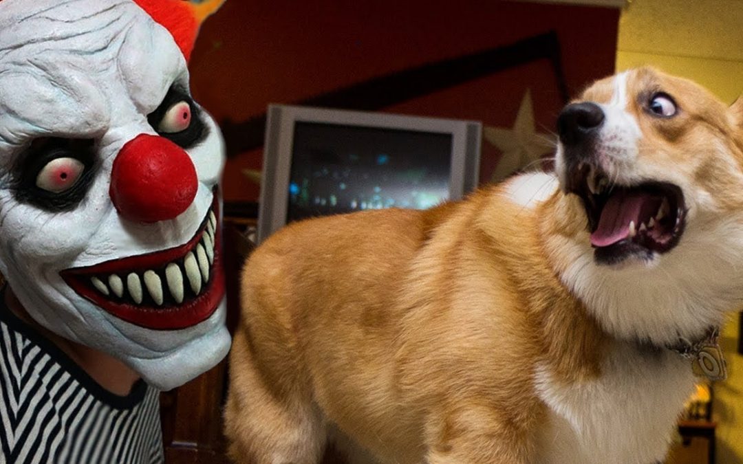 FUNNY Dogs Scared of Halloween Compilation ★ Funny Babies and Pets
