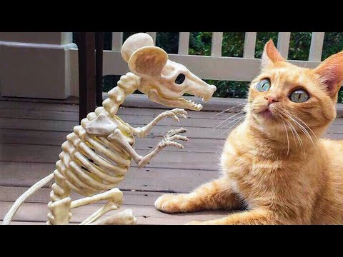 🤣 Funniest 🐶 Dogs and 😻 Cats – Awesome Funny  Animals Videos 😇