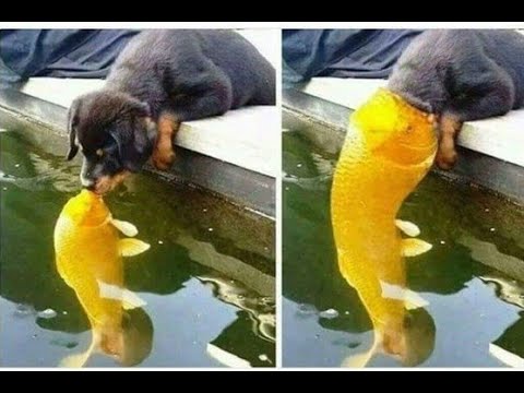 🤣 Laugh  🐶 Cute and Funny Dog Videos Compilation