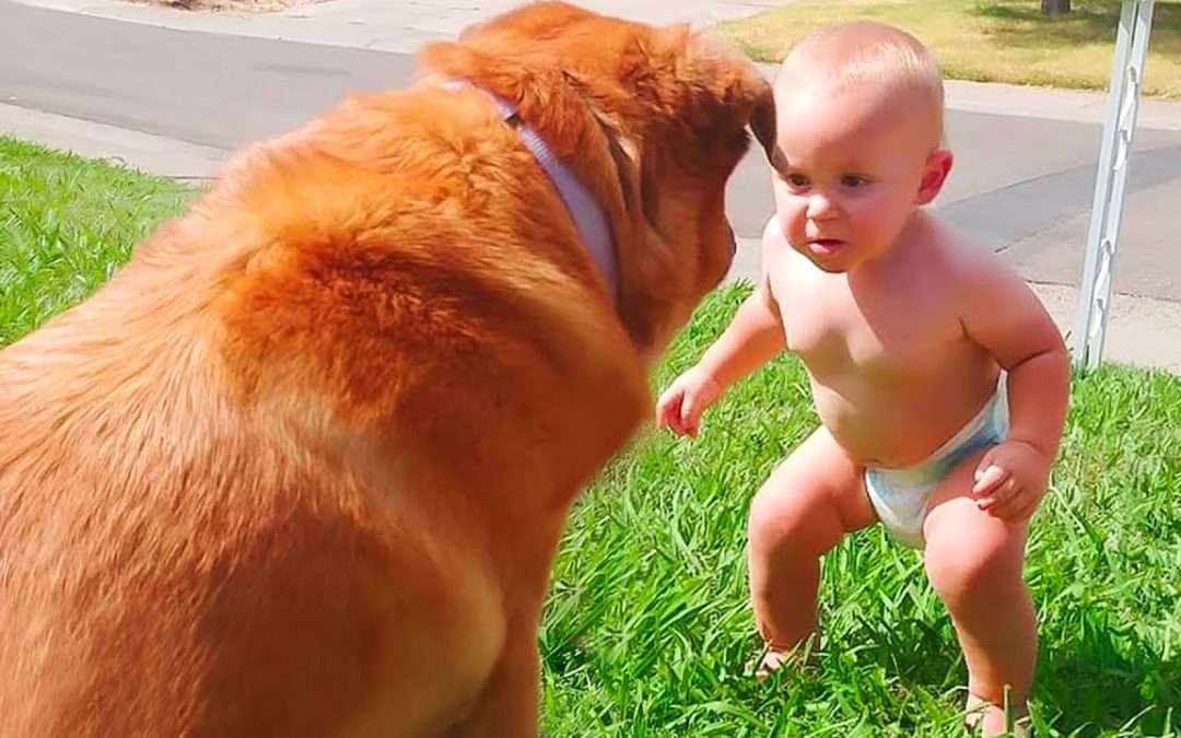 Cute Dogs and Babies are Best Friends – Dogs Babysitting Babies Video