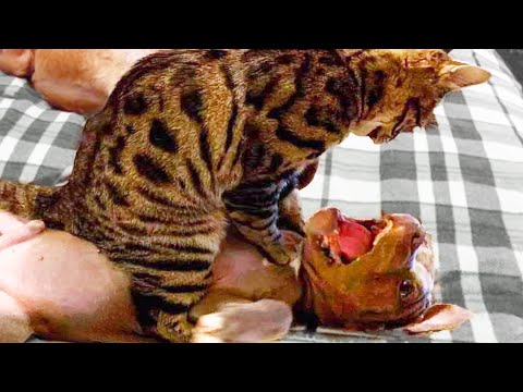 🤣 Funniest 🐶 Dogs and 😻 Cats – Awesome Funny Animals Life Videos 😇