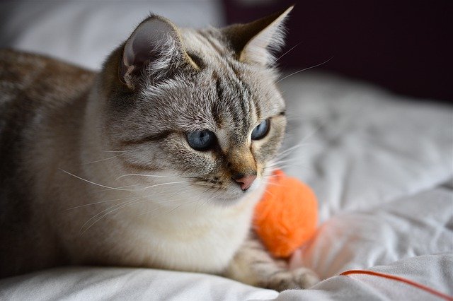 Confused On How To Care For Your Cat? Read These Tips Today!
