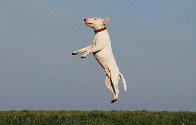 Dog Won’t Listen? Training Him Will Help!