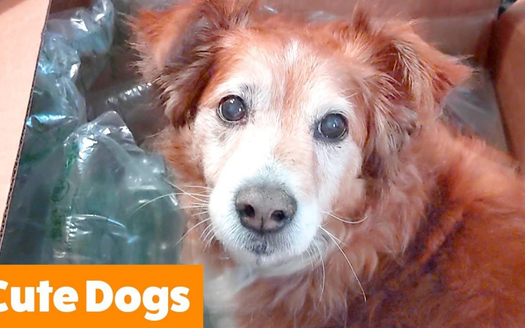 Cutest Silly Dogs | Funny Pet Videos