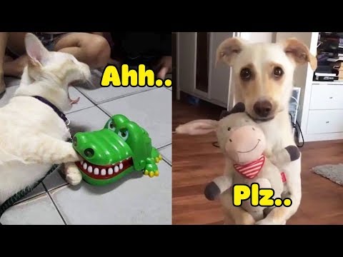 Dog And Cat Reaction To Toy – Funniest Dog & Cat Toy Reaction Compilation