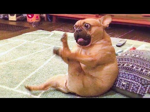🤣 Funniest 🐶 Dogs And 😻Cats – Try Not To Laugh – Best Of The Funny Animal Videos